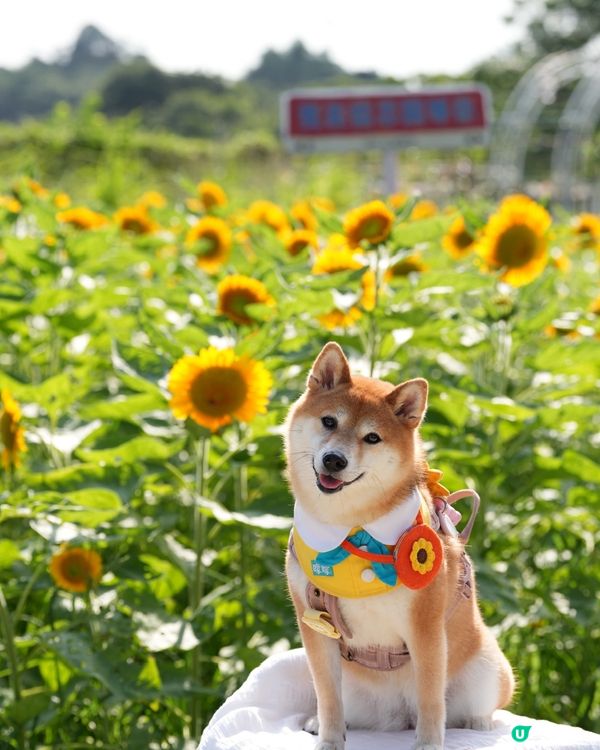 終於影到🌻花海！😍