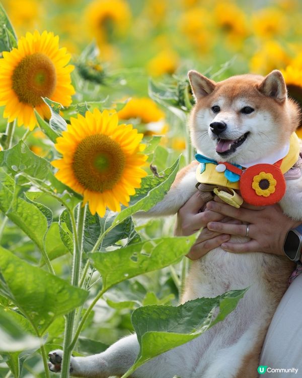 終於影到🌻花海！😍