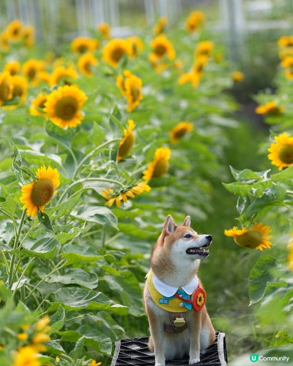 終於影到🌻花海！😍