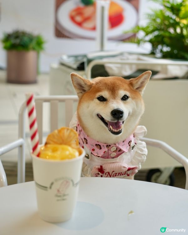 🐾人寵甜點店 ｜ 齊齊嘆 Churros✨