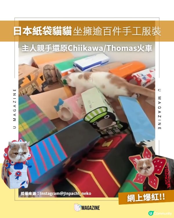 紙盒貓貓百變造型網上爆紅😍🐈
