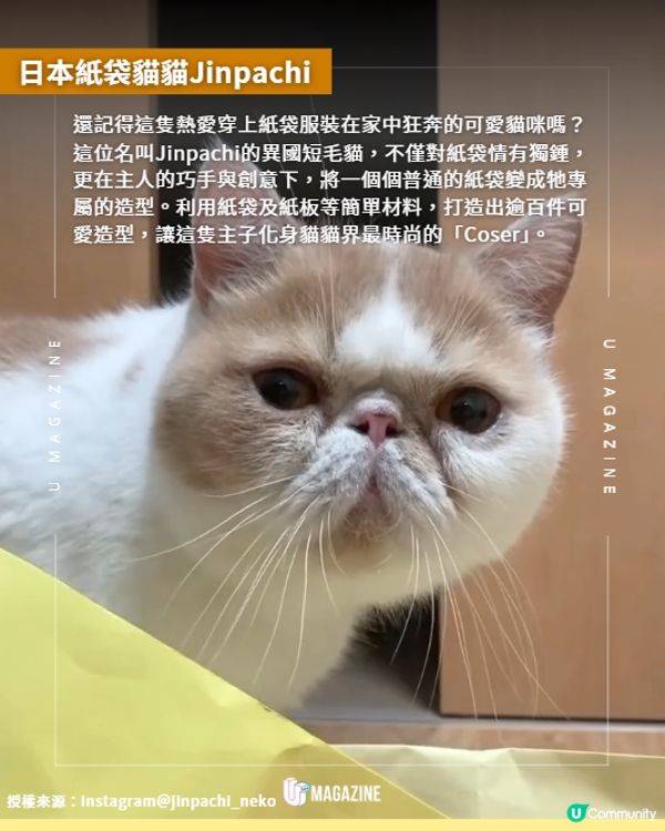 紙盒貓貓百變造型網上爆紅😍🐈