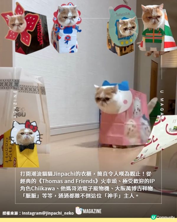 紙盒貓貓百變造型網上爆紅😍🐈