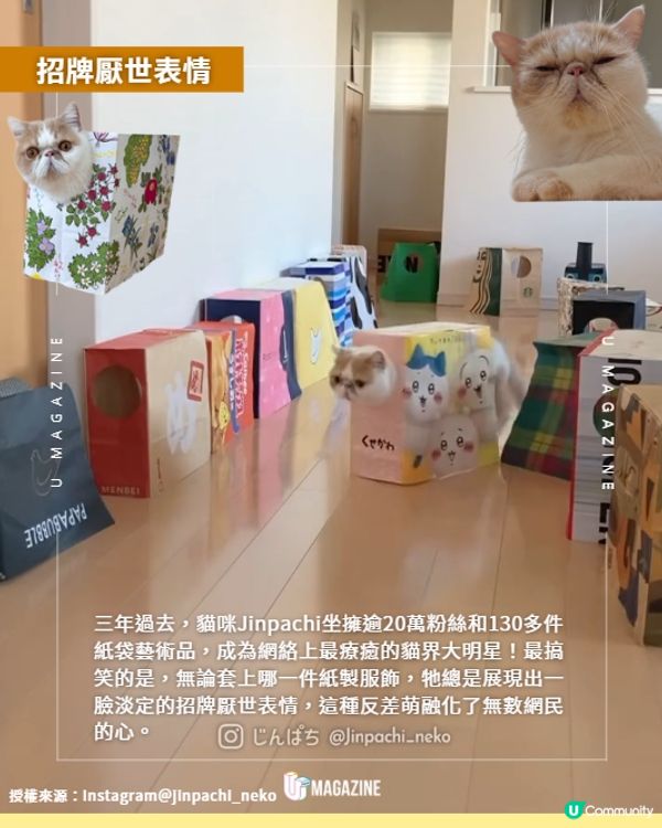 紙盒貓貓百變造型網上爆紅😍🐈