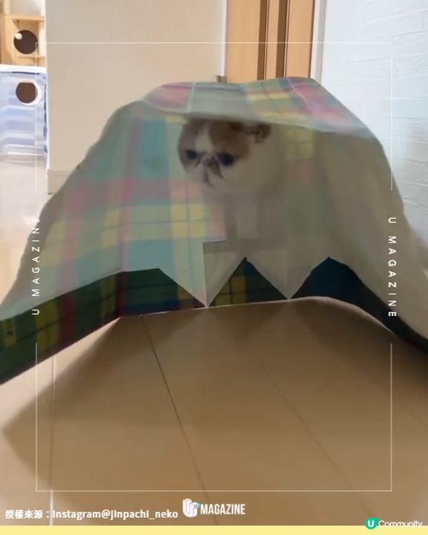 紙盒貓貓百變造型網上爆紅😍🐈