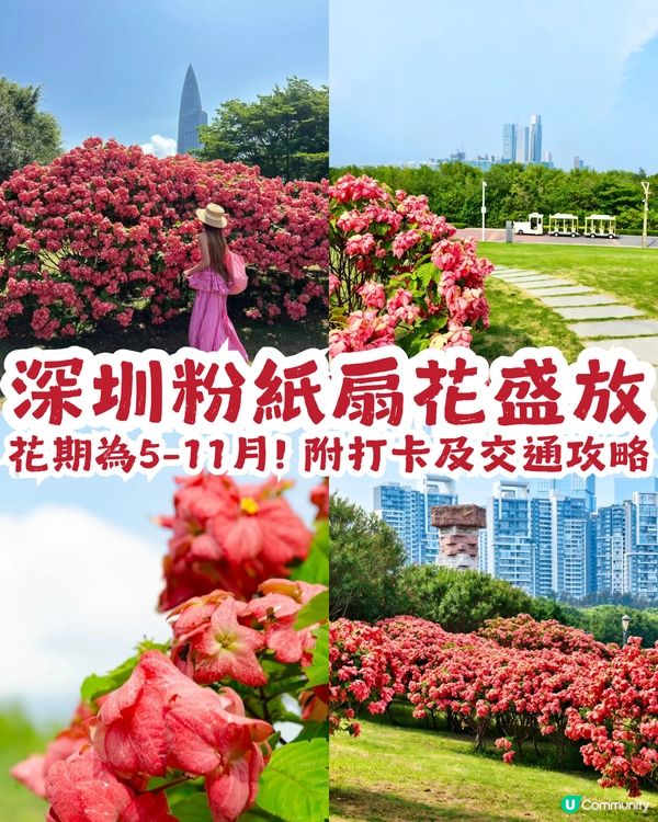 深圳粉紙扇花海🌸花期為5-11月！附打卡及交通攻略