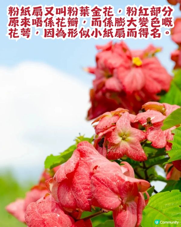 深圳粉紙扇花海🌸花期為5-11月！附打卡及交通攻略