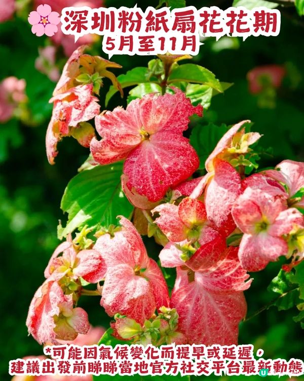 深圳粉紙扇花海🌸花期為5-11月！附打卡及交通攻略