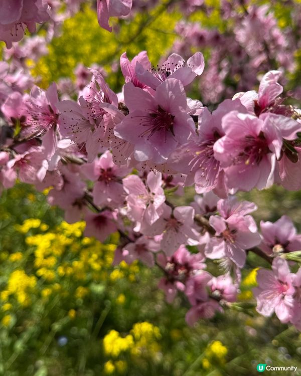 春夏賞花樂🌸🌺🌼