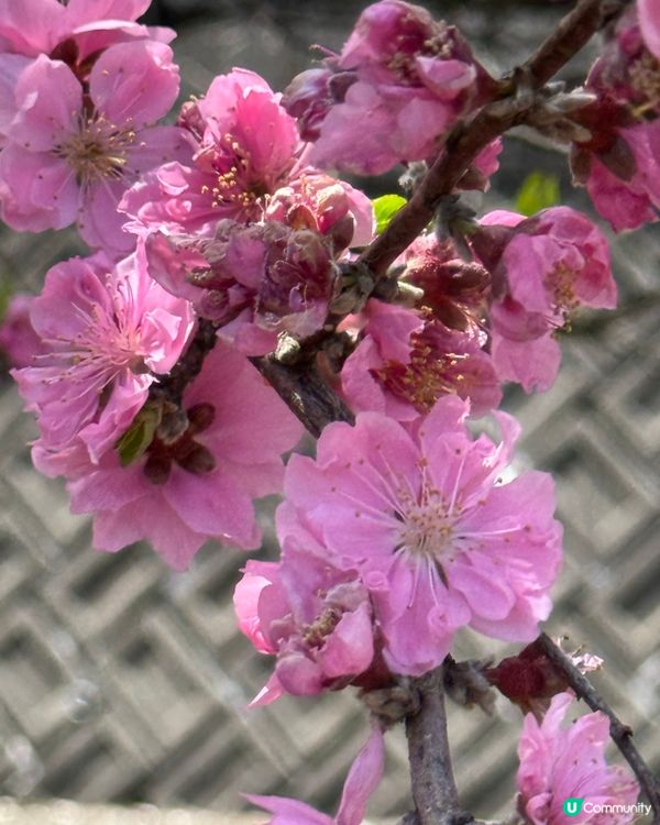 春夏賞花樂🌸🌺🌼