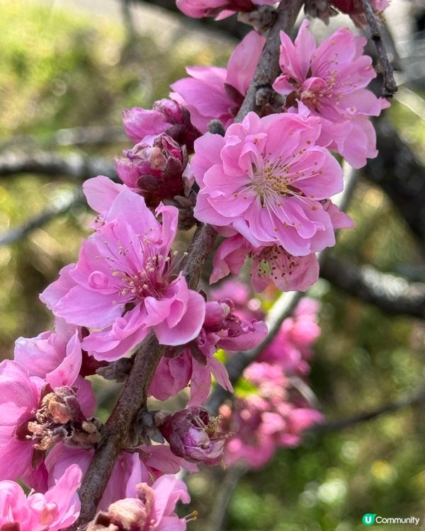 春夏賞花樂🌸🌺🌼