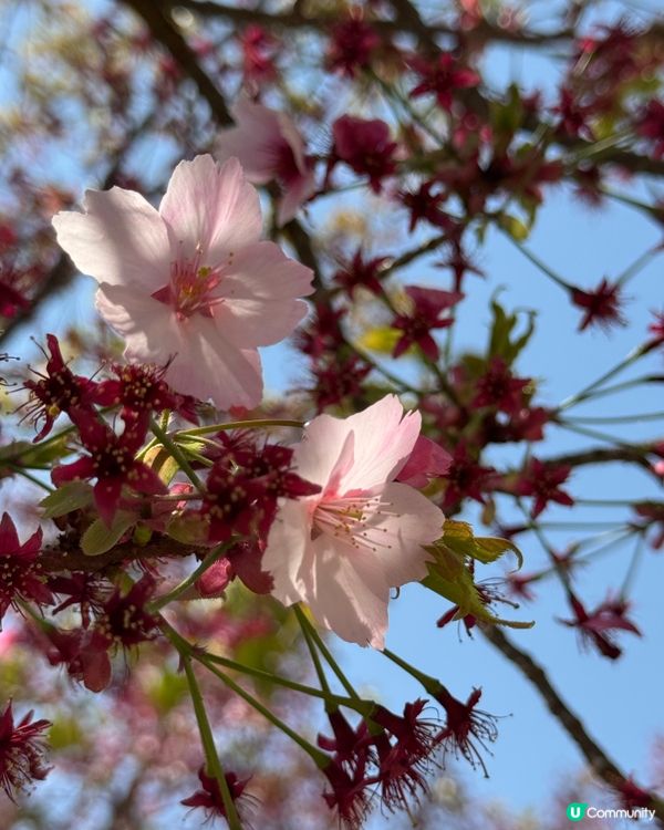 春夏賞花樂🌸🌺🌼