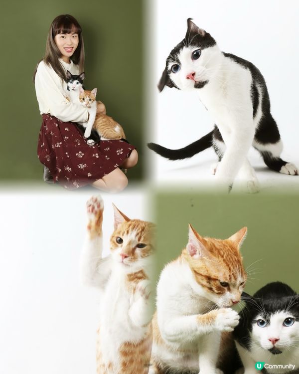 毛孩伴遊！🐈🐈‍⬛📸 橘攝留住愛！🧡