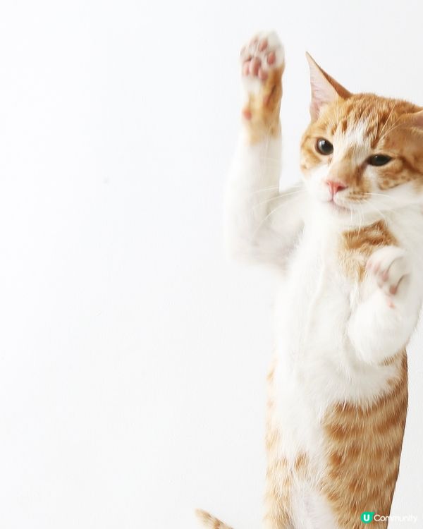 毛孩伴遊！🐈🐈‍⬛📸 橘攝留住愛！🧡