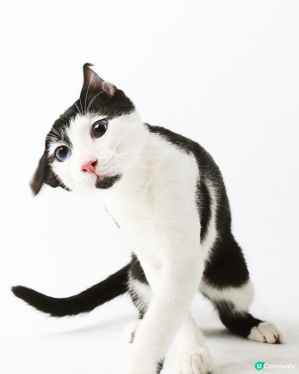 毛孩伴遊！🐈🐈‍⬛📸 橘攝留住愛！🧡