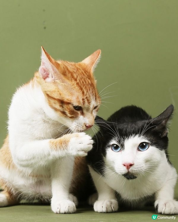 毛孩伴遊！🐈🐈‍⬛📸 橘攝留住愛！🧡