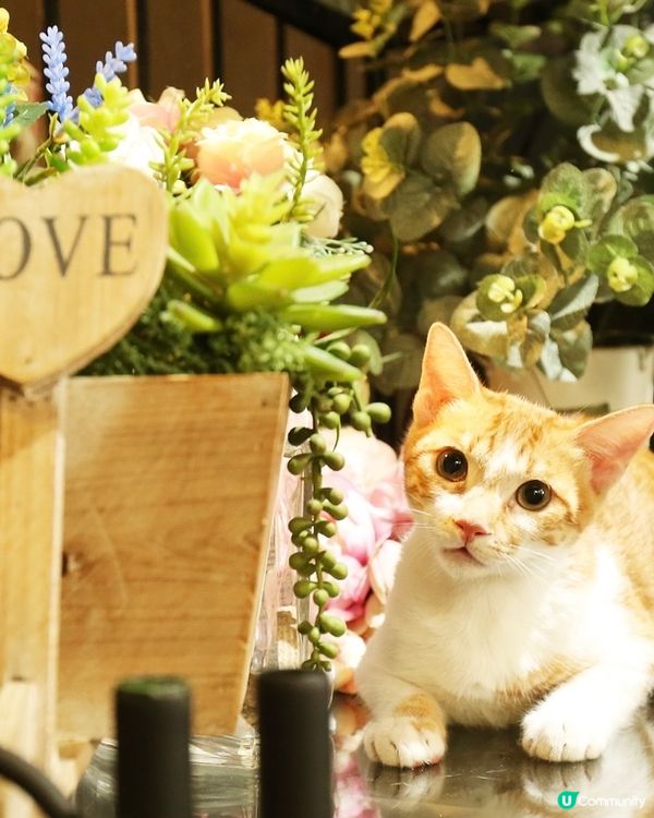 帶毛孩出遊🐾🍊｜高雄毛孩婚紗📸