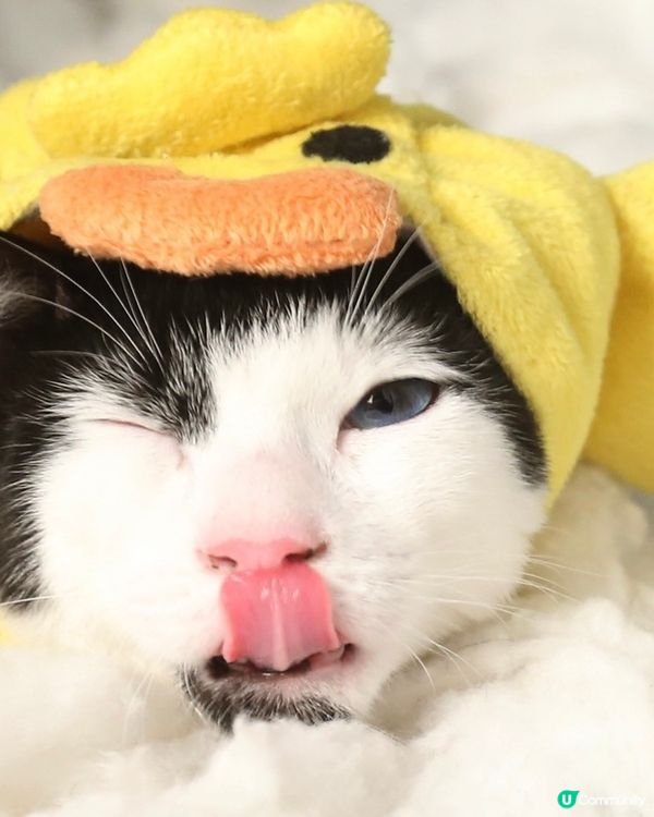 帶毛孩出遊🐾🍊｜高雄毛孩婚紗📸