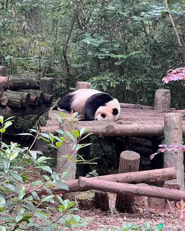 成都熊貓團！🐼✨