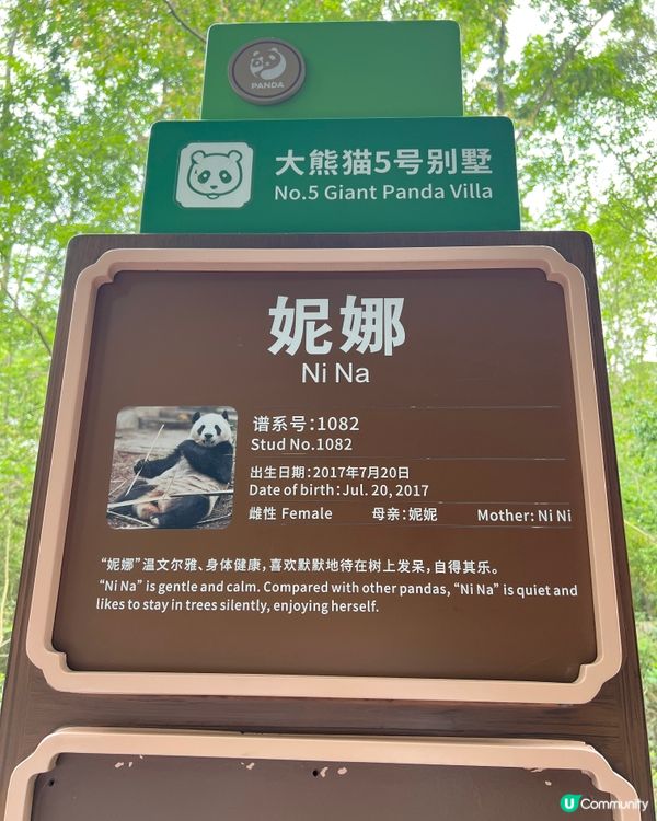 成都熊貓團！🐼✨