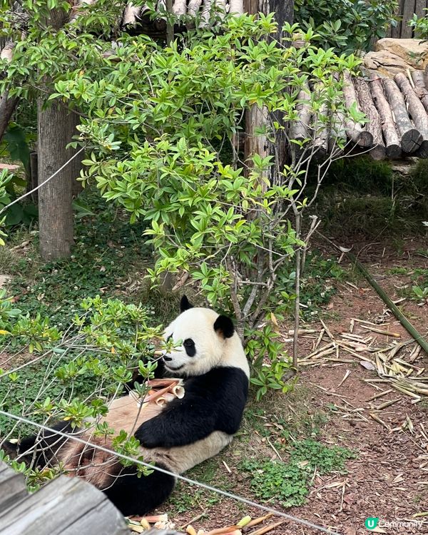 成都熊貓團！🐼✨