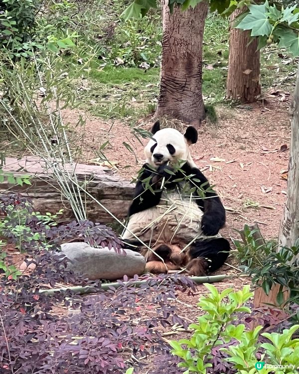 成都熊貓團！🐼✨