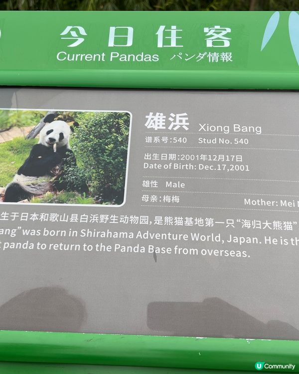 成都熊貓團！🐼✨