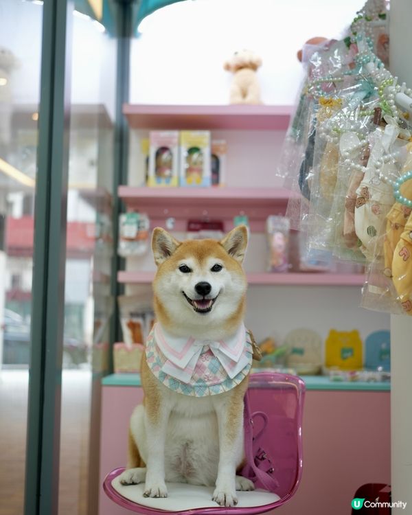 🍰室內寵物友善·韓式小清新cafe☕️