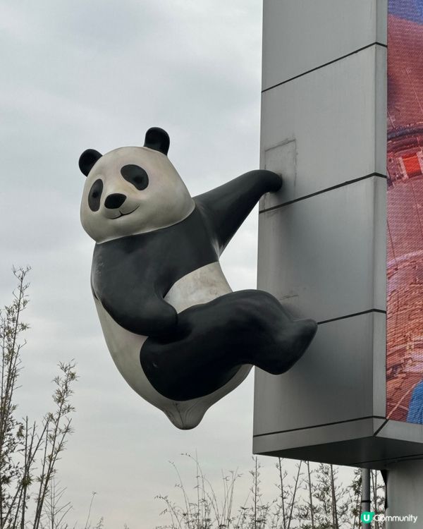 🐼熊貓國寶🐼