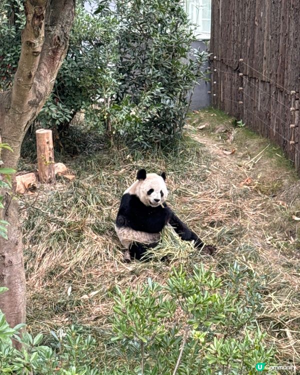 🐼熊貓國寶🐼