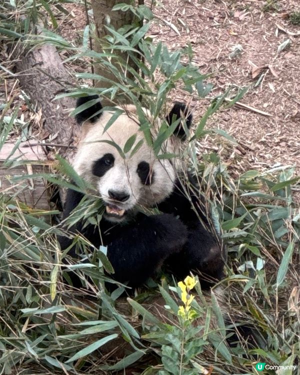 🐼熊貓國寶🐼