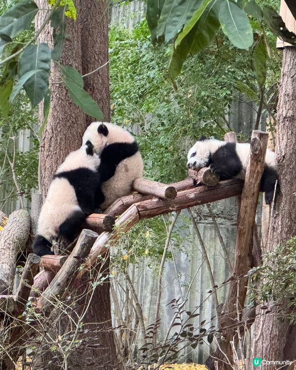 🐼熊貓國寶🐼