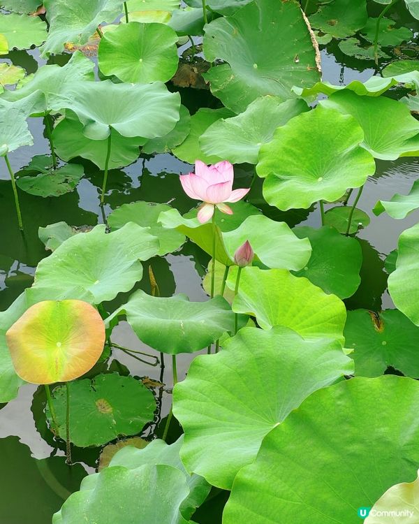 澳門盧廉若公園：一日蘇州園林風 🌸🌳