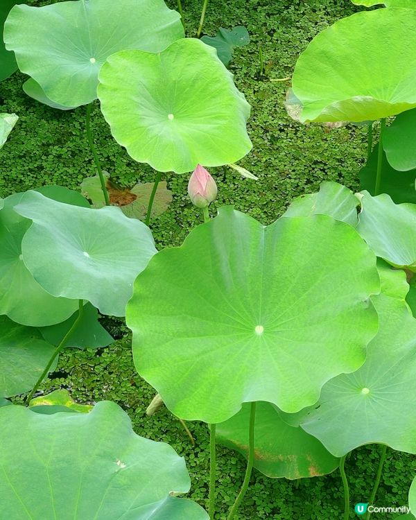 澳門盧廉若公園：一日蘇州園林風 🌸🌳