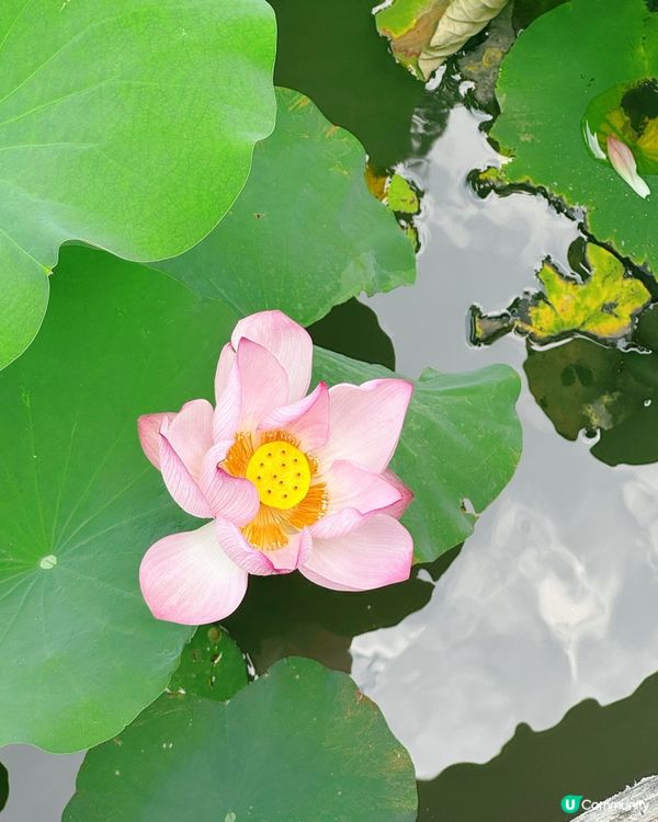 澳門盧廉若公園：一日蘇州園林風 🌸🌳