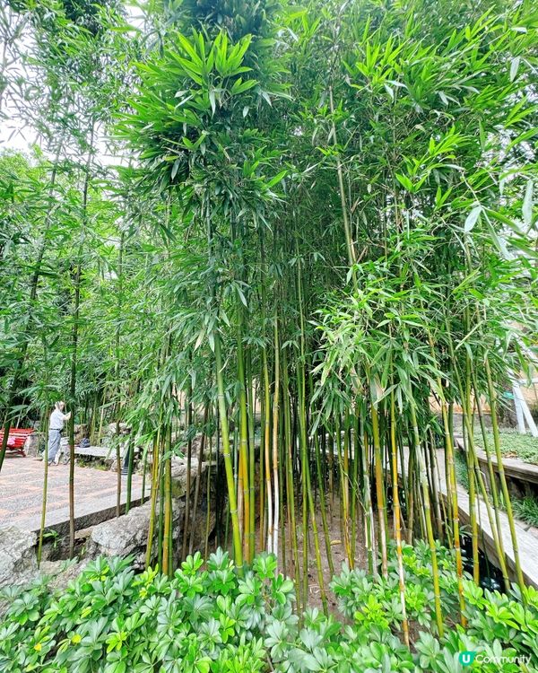 盧廉若園．蘇州園林小縮景 🏞️