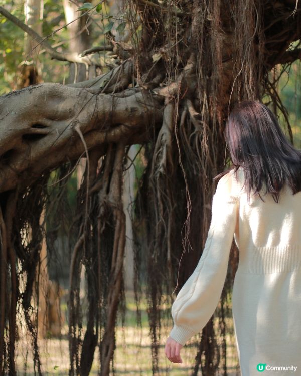 鳥松榕樹故事，澄清湖生態寶藏！🌳🦅