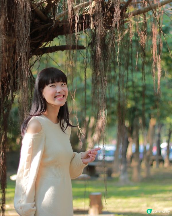 鳥松榕樹故事，澄清湖生態寶藏！🌳🦅