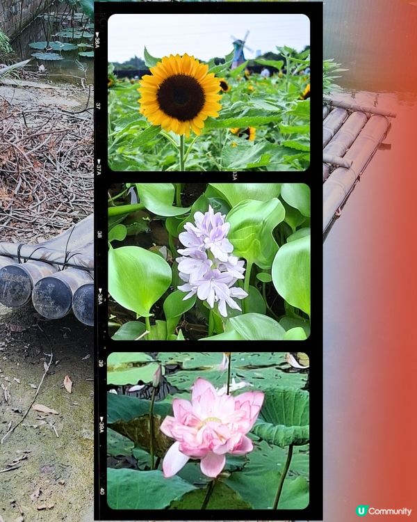 元朗📍生態 | 向日葵盛放 捉緊最後時光 🌻