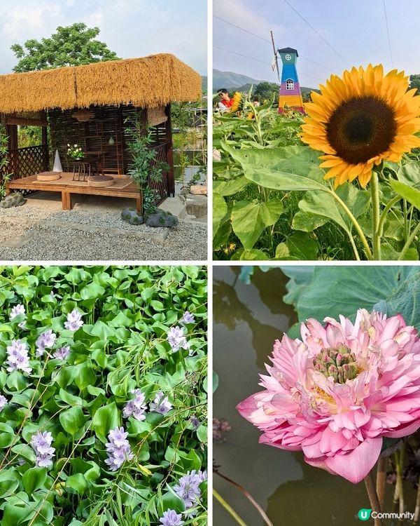 元朗📍生態 | 向日葵盛放 捉緊最後時光 🌻