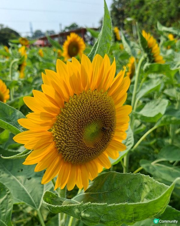 元朗📍生態 | 向日葵盛放 捉緊最後時光 🌻