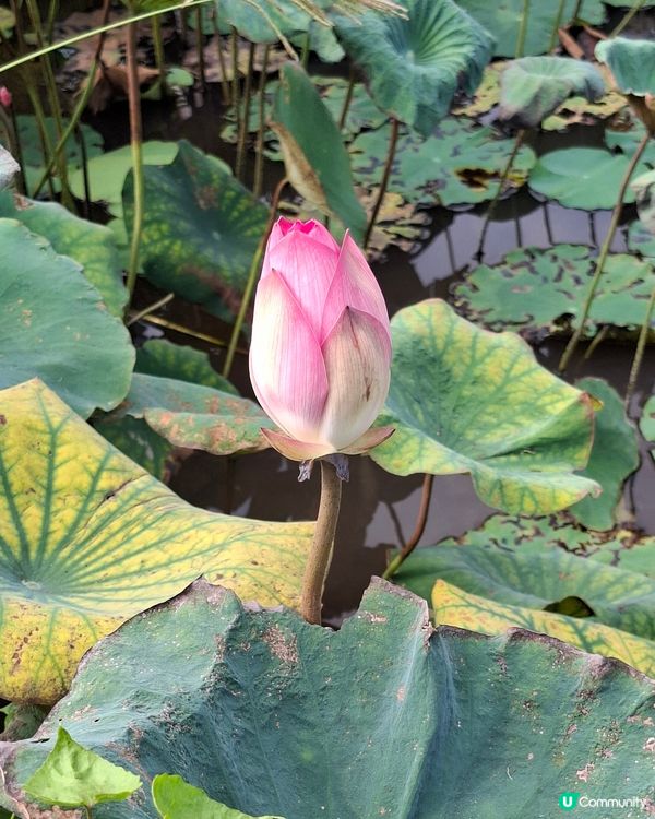 元朗📍生態 | 向日葵盛放 捉緊最後時光 🌻