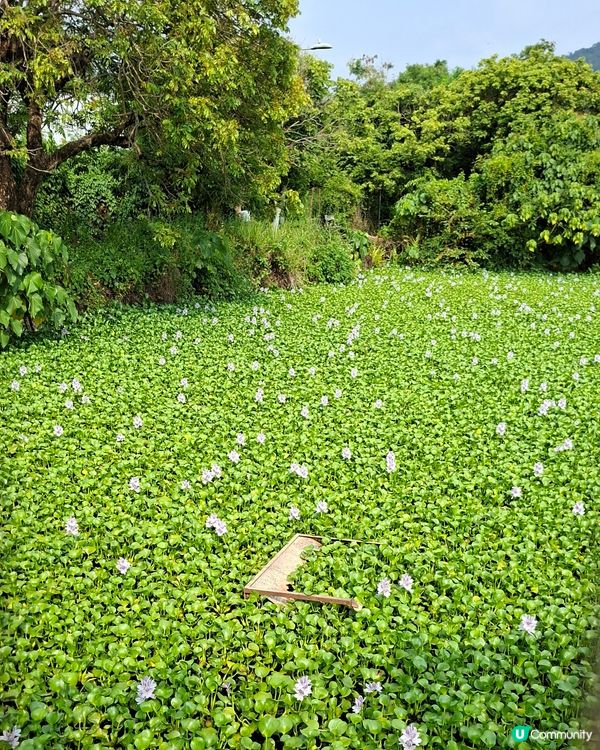 元朗📍生態 | 向日葵盛放 捉緊最後時光 🌻