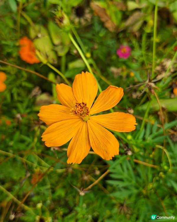 元朗📍生態 | 向日葵盛放 捉緊最後時光 🌻