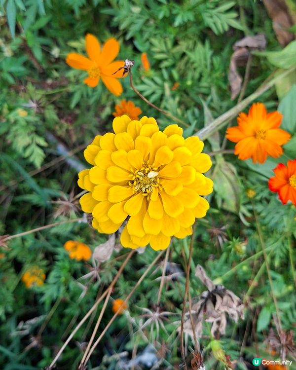 元朗📍生態 | 向日葵盛放 捉緊最後時光 🌻