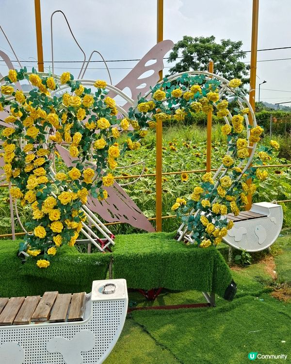 元朗📍生態 | 向日葵盛放 捉緊最後時光 🌻