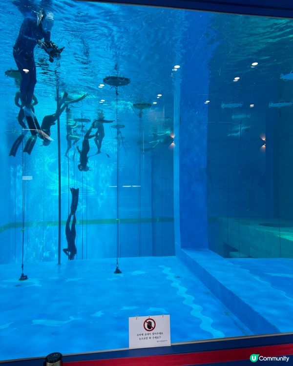 自由潛Freediving🤿