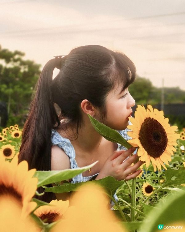 🇭🇰90後｜信芯園｜🌻🌻🌻