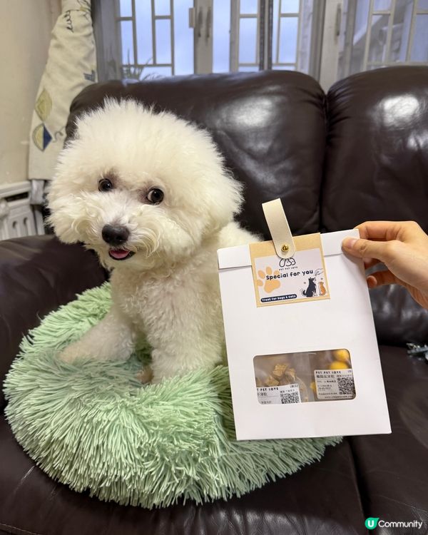 寵物展掃貨攻略！🐶🦖🦟