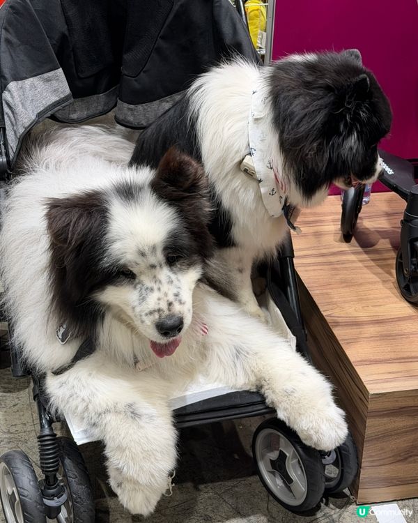 寵物展掃貨攻略！🐶🦖🦟